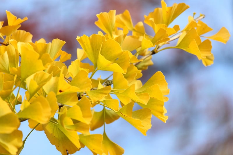 Enchanted Arboretum